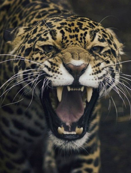 Екатерина Сапрыкина