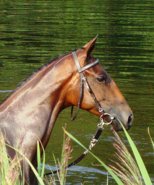 Максим Плетнев