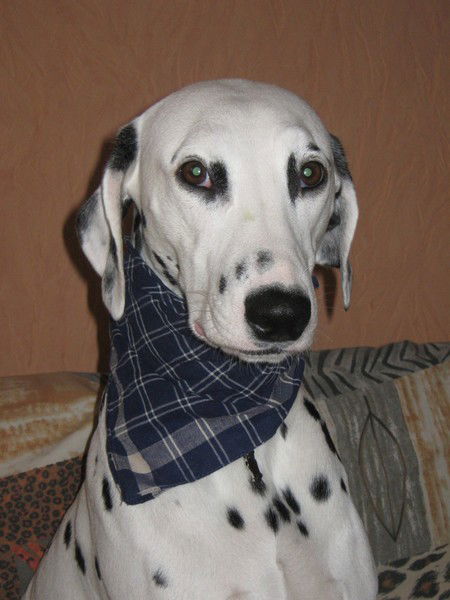 Сергей Лоскутов