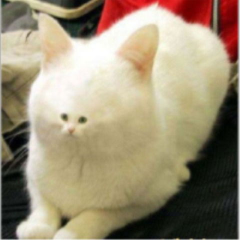 Евгений Игнатов