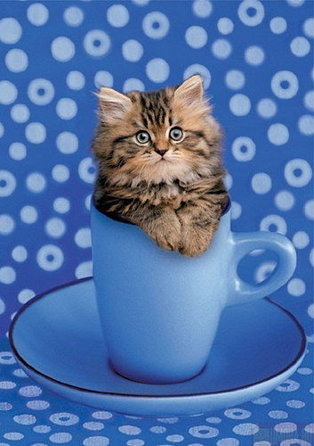 Dss:георгий ?????