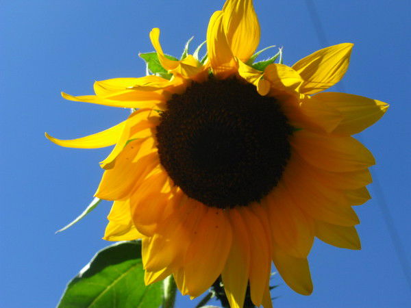 Гку Мелекесское Лесничество