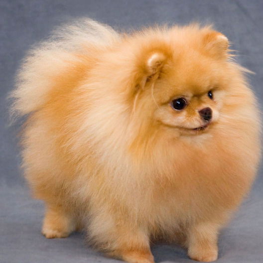 Ютуберша [We]