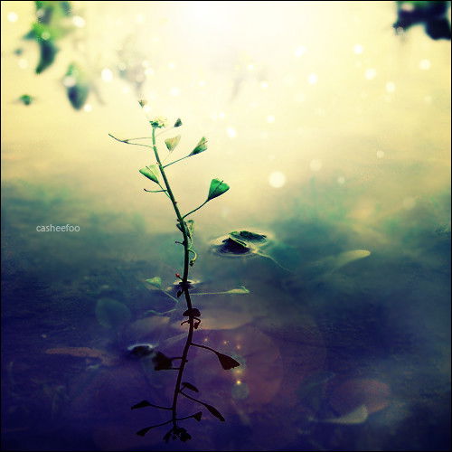 Анастасия Художник