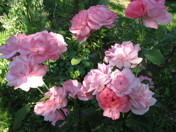 Наталья Иванова