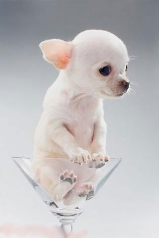 Зая Из Рая Но Зато Злая