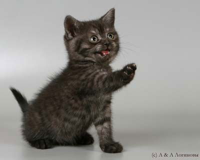 Сергей Чепурнаев