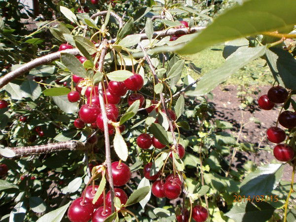 Александр Сурков