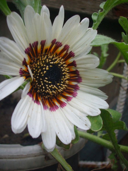 Библиотека Мбук Мцб