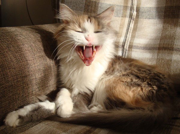 Владимир Луцев