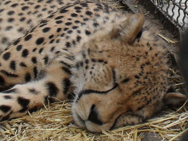 Марина Давыдкина