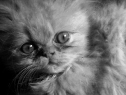 Олеся Стройкина