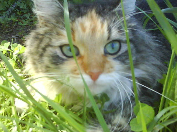 Елена Рыжова