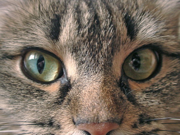 Татьяна Гусельникова