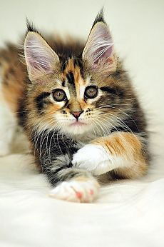 Ирина Алексеева