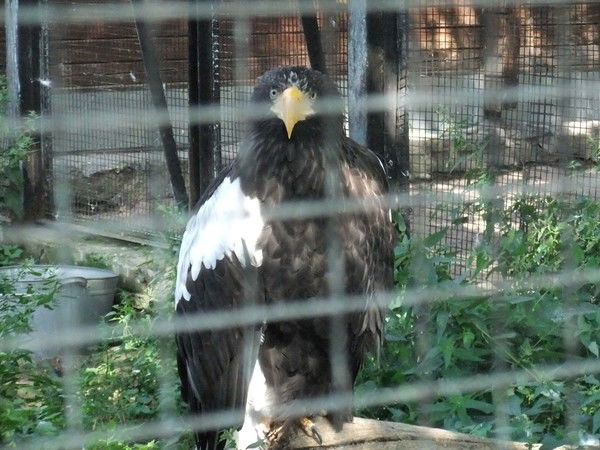 Незнакомка Незнакомка