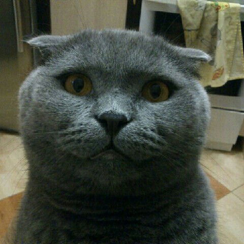 Елена Мукменова