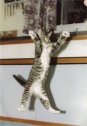 Александр Хонич