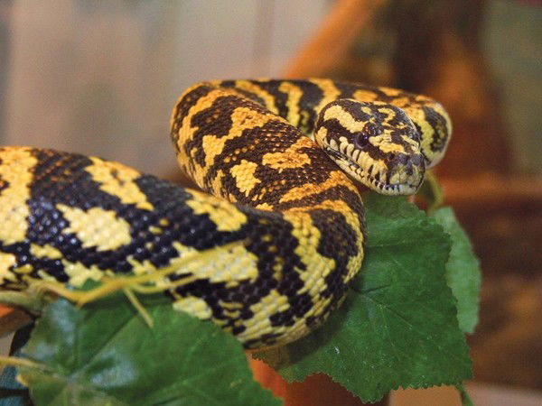 Антон Егоров