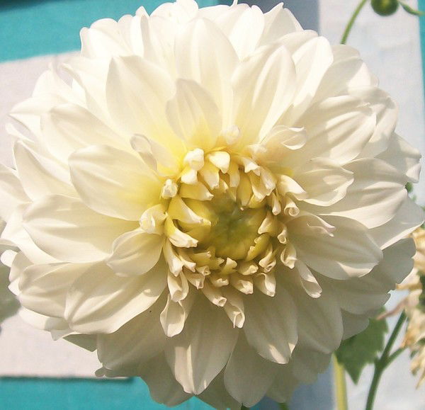 Елена Шеремет