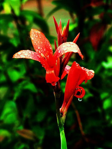 Аида Кубатова