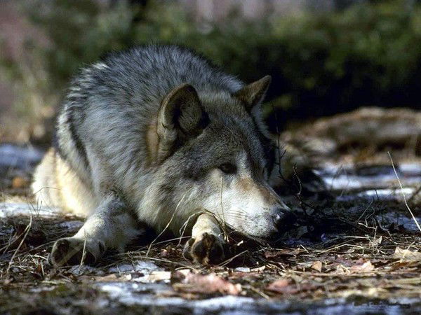 _ Строго Кекс _