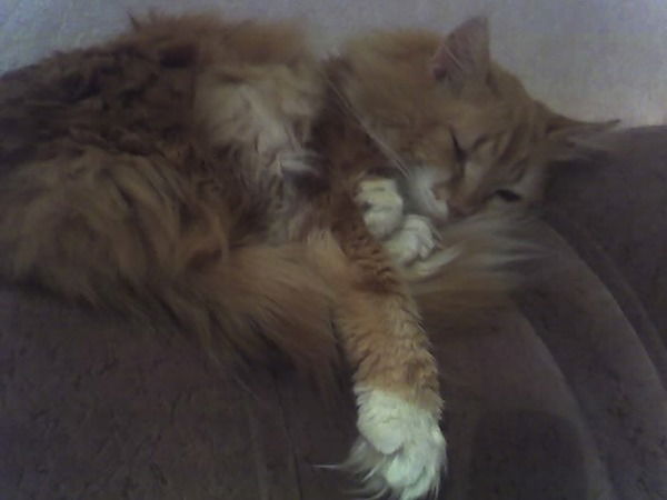 Светлана Оса