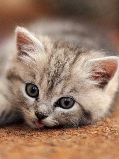 Милиса Садчикова