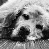 Ольга Райкевич