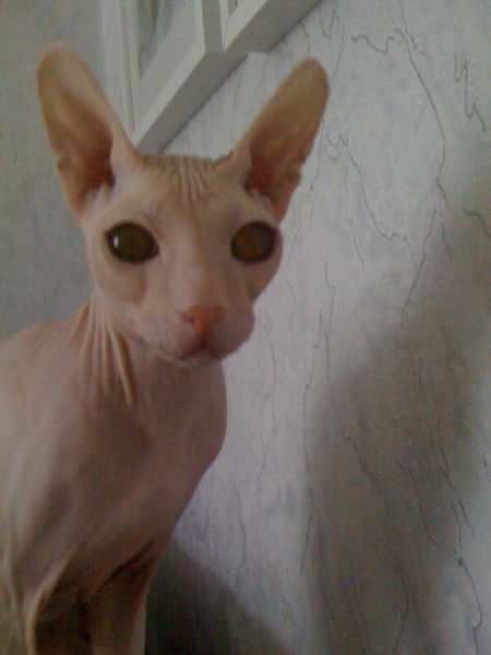 Сурен Овакимян