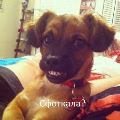 Валерия-И-Андрей Шишкин