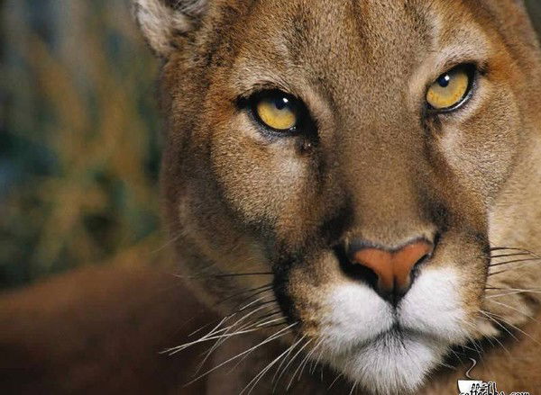 Olka*marmeladka* Smolko