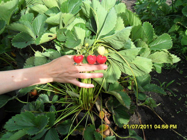 Тамара Сафронова