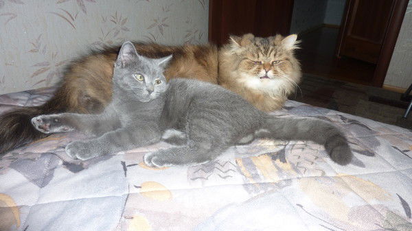 Елена Крикова