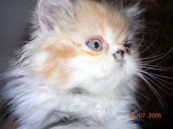 Неизвестно Неизвестно