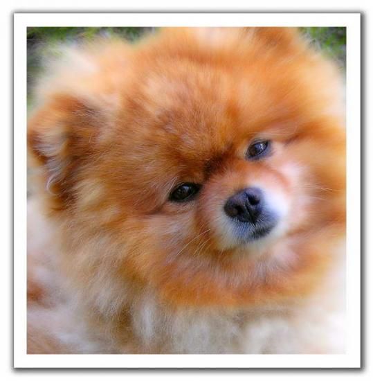 Бота Джакеева