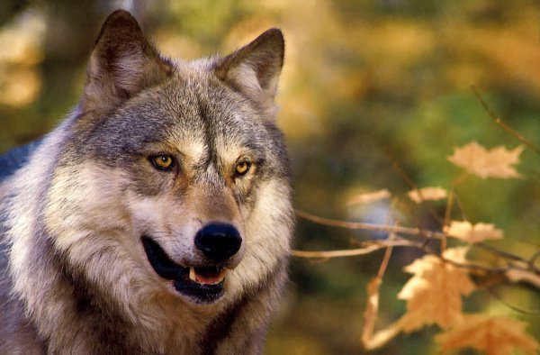 Михаил Дудин