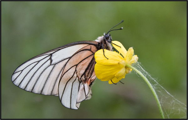 Анна Баталова