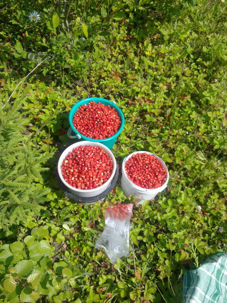 Роза Жаркова