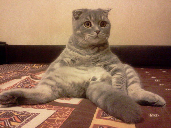 Максим Жимашин