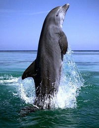 Семён Замиралов