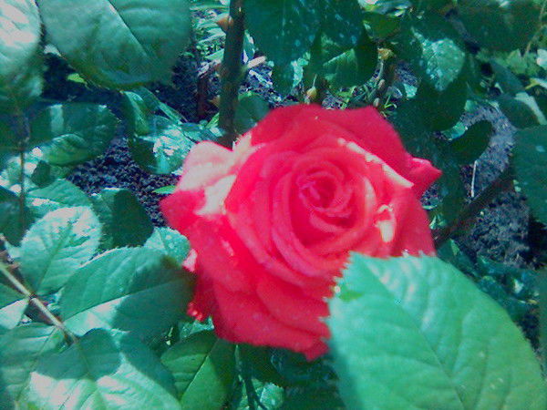 Татьяна Гречаная