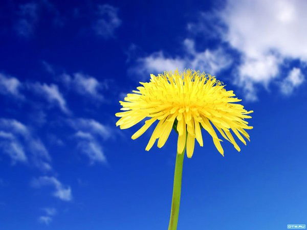 Наталья Лобова