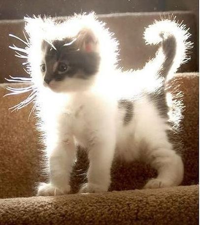 Валерий Мишин