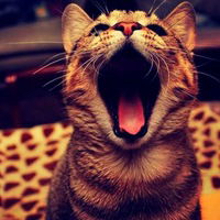 Вика Антонова