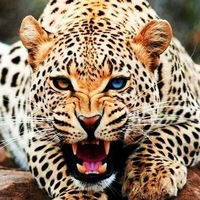 Настя Карих