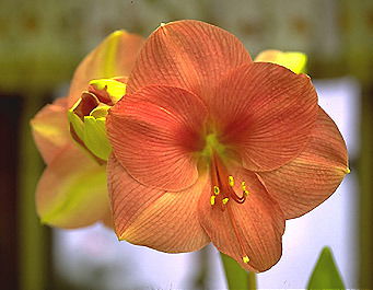 Ирина Соловьева