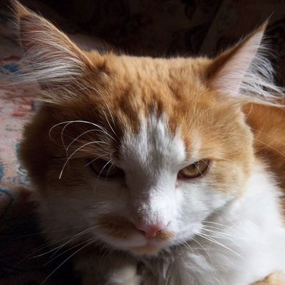 Константин Скворцов