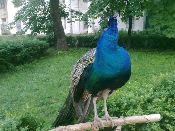 Надежда Нужнова