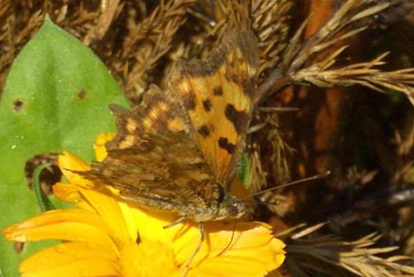 Светлана Евсеенко